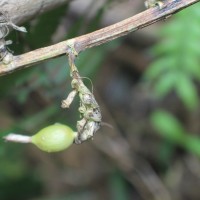 Elettaria cardamomum (L.) Maton